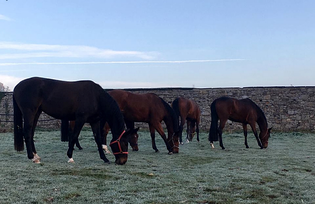 Die Reitstuten genieen den Morgen auf der Koppel  - Trakehner Gestt Hmelschenburg - Beate Langels