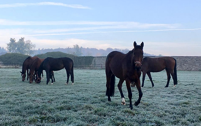 Die Reitstuten genieen den Morgen auf der Koppel  - Trakehner Gestt Hmelschenburg - Beate Langels