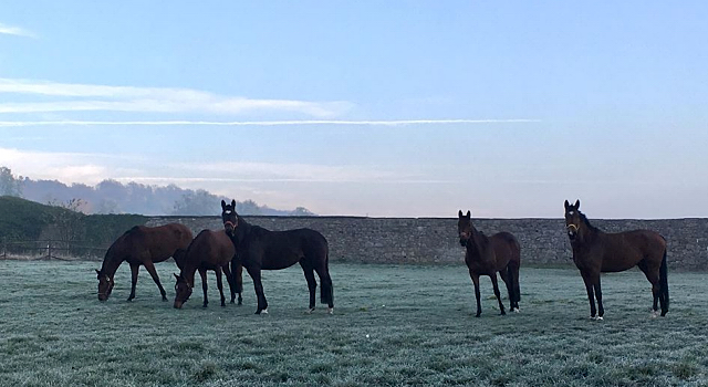 Die Reitstuten genieen den Morgen auf der Koppel  - Trakehner Gestt Hmelschenburg - Beate Langels