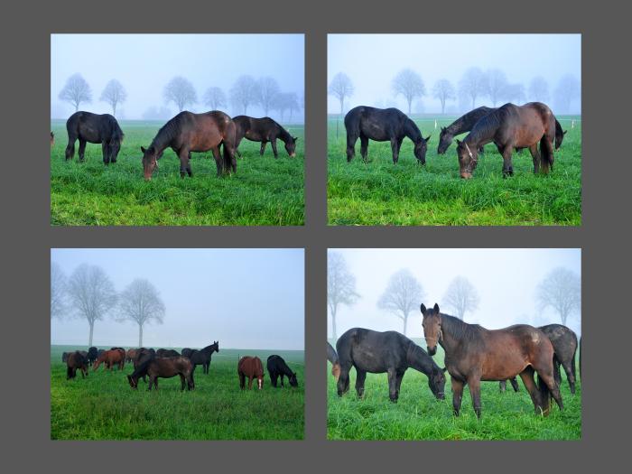 Auf der Stutenkoppel im November 2024 - Foto Beate Langels - Trakehner Gestt Hmelschenburg