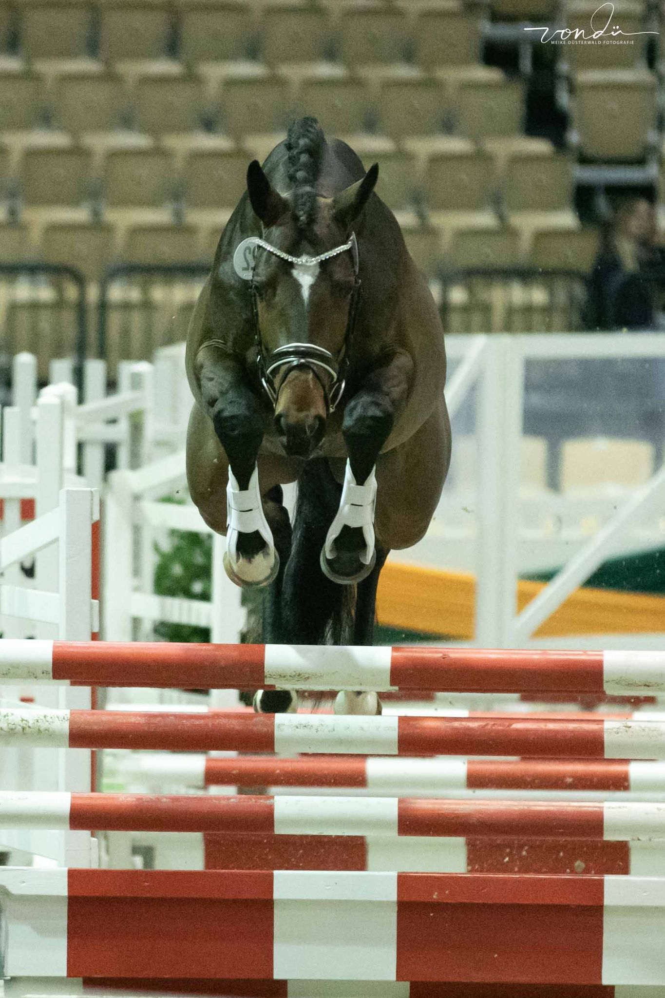 Valdivio - Trakehner Hengst v. High Motion u.d. 
Val de Vienne v. Exclusiv - Gest t H melschenburg