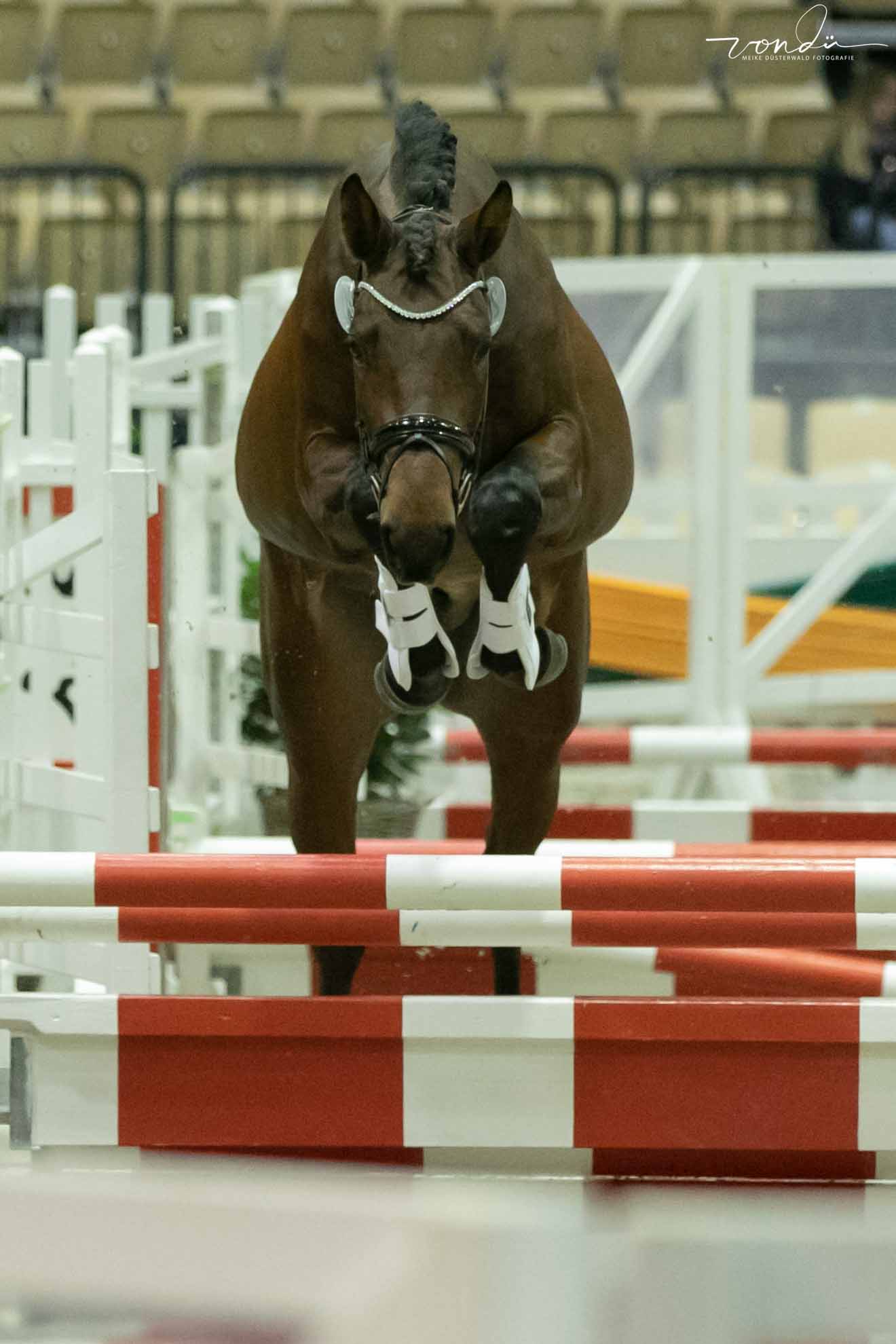 Saltazio - Trakehner Hengst von High Motion x Imperio - Foto M. Dsterwald