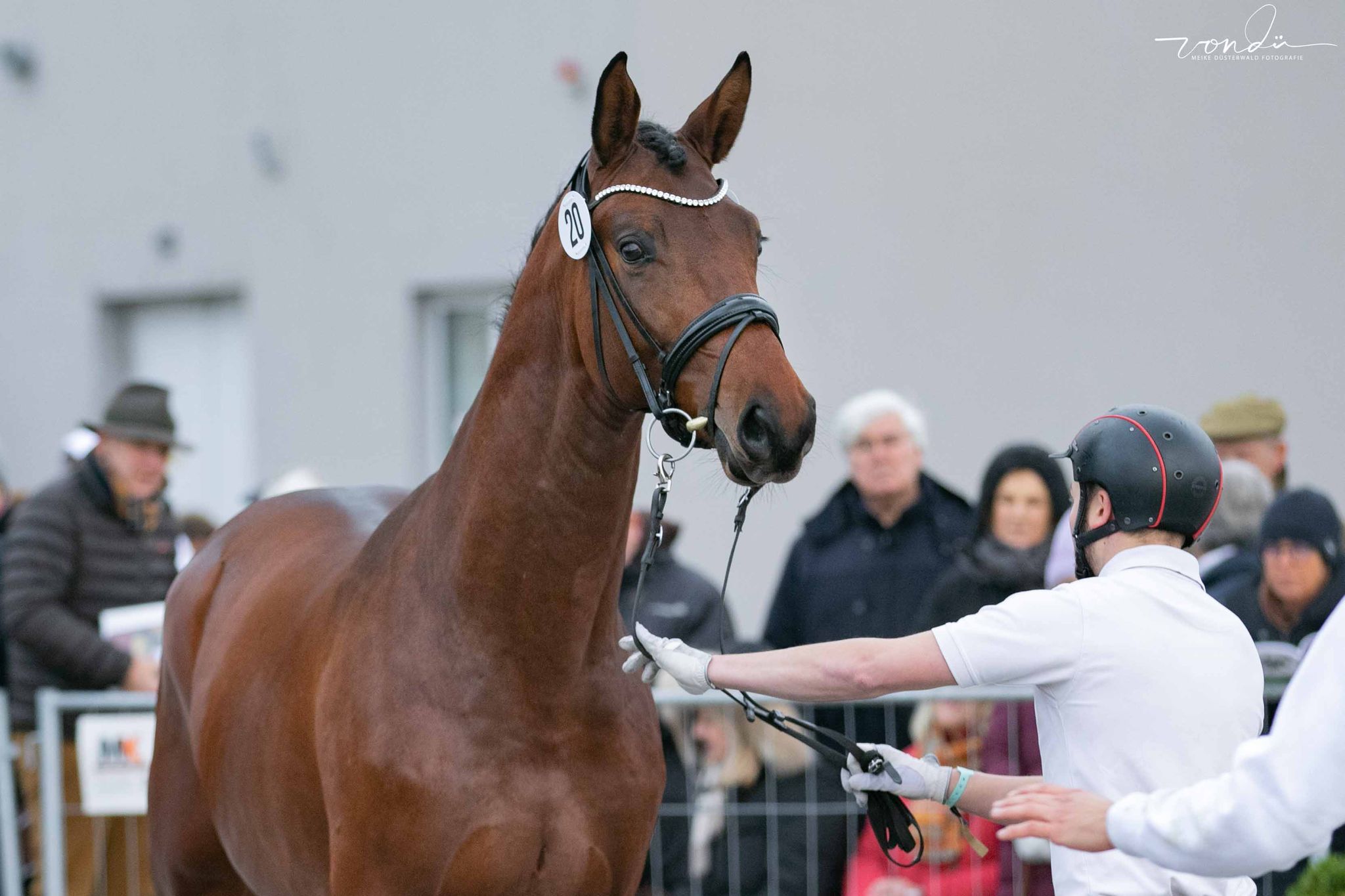 Saltazio - Trakehner Hengst von High Motion x Imperio - Foto M. Dsterwald