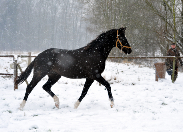 Der Schnee bleibt - die zweijhrigen Hengste genieen es - 4. Januar 2016  im
Trakehner Gestt Hmelschenburg