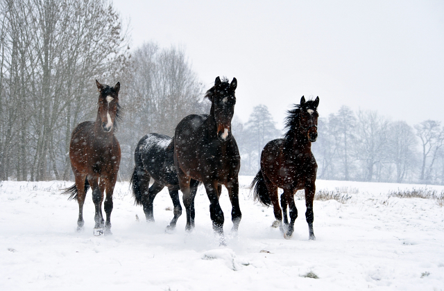 Der Schnee bleibt - die zweijhrigen Hengste genieen es - 4. Januar 2016  im
Trakehner Gestt Hmelschenburg