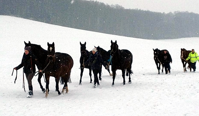 Die tragenden Stuten auf dem Weg in den Stall - 4. Januar 2016 im
Trakehner Gestüt Hämelschenburg