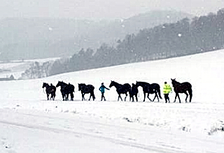 Die tragenden Stuten auf dem Weg in den Stall - 4. Januar 2016 im
Trakehner Gestüt Hämelschenburg