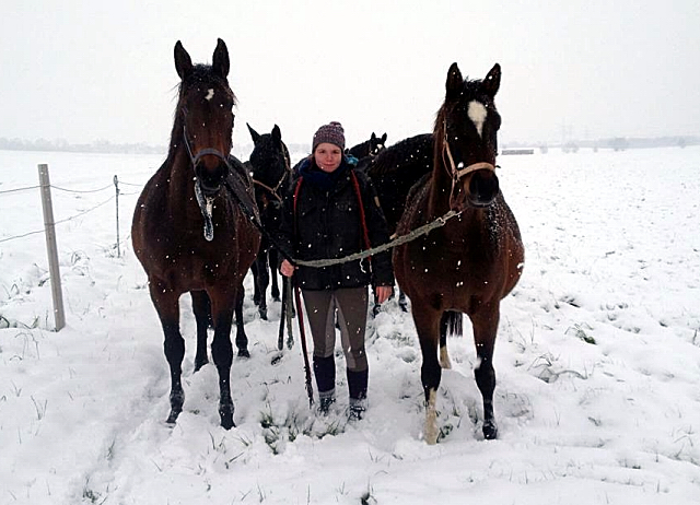 Die tragenden Stuten auf dem Weg in den Stall - 4. Januar 2016 im
Trakehner Gestüt Hämelschenburg