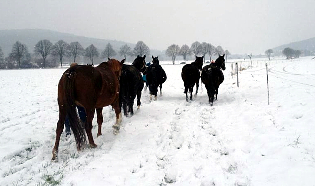 Die tragenden Stuten auf dem Weg in den Stall - 4. Januar 2016 im
Trakehner Gestüt Hämelschenburg