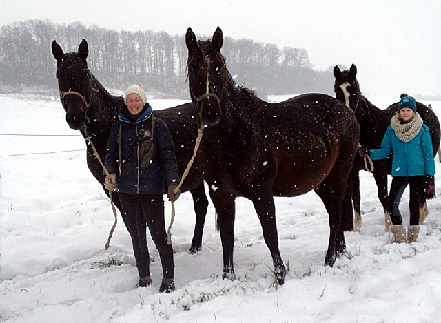 Die tragenden Stuten auf dem Weg in den Stall - 4. Januar 2016 im
Trakehner Gestüt Hämelschenburg