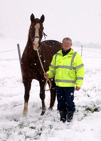 Die tragenden Stuten auf dem Weg in den Stall - 4. Januar 2016 im
Trakehner Gestüt Hämelschenburg