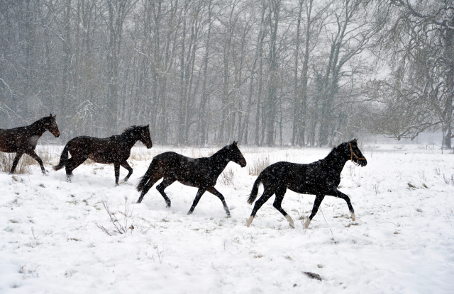 Der Schnee bleibt - die zweijhrigen Hengste genieen es - 4. Januar 2016  im
Trakehner Gestt Hmelschenburg