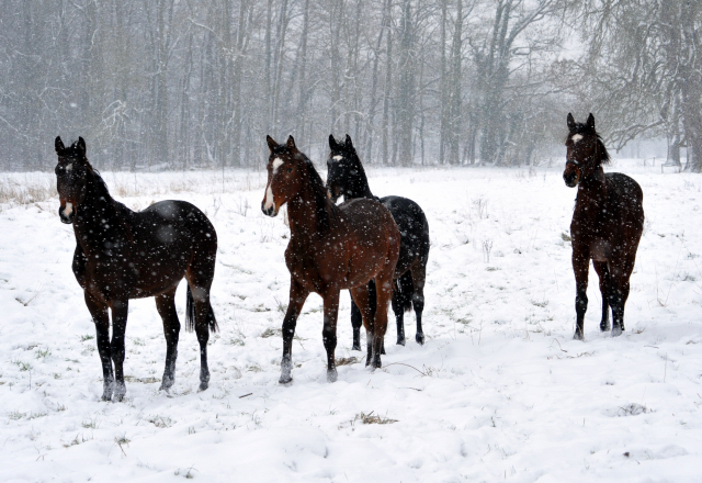 Der Schnee bleibt - die zweijhrigen Hengste genieen es - 4. Januar 2016  im
Trakehner Gestt Hmelschenburg