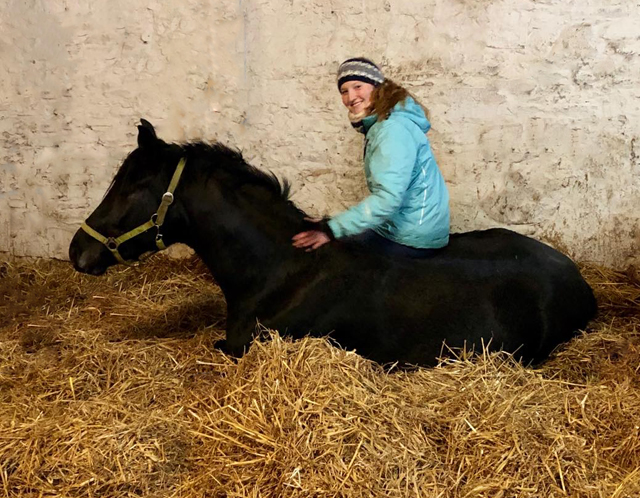 3jhriger Trakehner von Millennium - 4. Januar 2020 in Hmelschenburg - Trakehner Gestt Hmelschenburg - Beate Langels