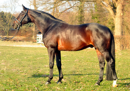 Oliver Twist von Monteverdi und der Pr.u.StPrSt. Olga v. Sixtus  - Foto: Beate Langels - Trakehner Gestt Hmelschenburg