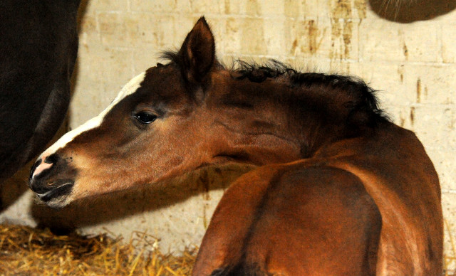 Wenige Stunden alt: Stutfohlen von Oliver Twist u.d. Prmienstute Rominten v. Manrico - Foto: Beate Langels