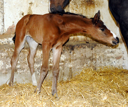 Trakehner Stutfohlen von Oliver Twist 
u.d. Rominten v. Manrico