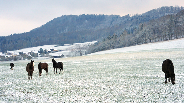  Trakehner Gestt Hmelschenburg - 4. Februar 2018 - Foto: Beate Langels