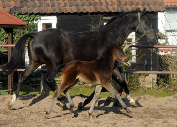 Trakehner Stutfohlen Valerija von Summertime u.d. Pr.u.StPrSt. Vittoria v. Exclusiv