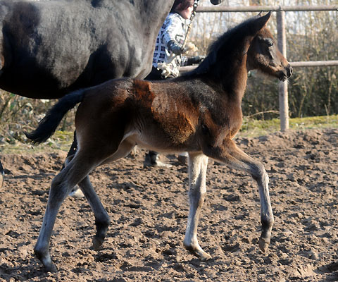 Trakehner Stutfohlen Valerija von Summertime u.d. Pr.u.StPrSt. Vittoria v. Exclusiv