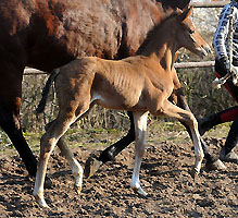 Trakehner Colt by Saint Cyr out of Pr.a.StPrSt. Karena by Freudenfest - Foto: Beate Langels Trakehner Gest�t H�melschenburg