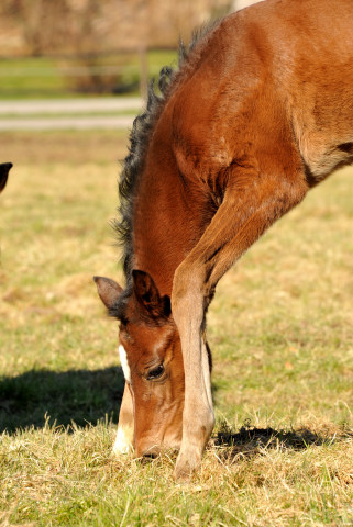 Stutfohlen von Oliver Twist u.d. Pr. u. StPrSt Karena v. Freudenfest - Trakehner Gestt Hmelschenburg