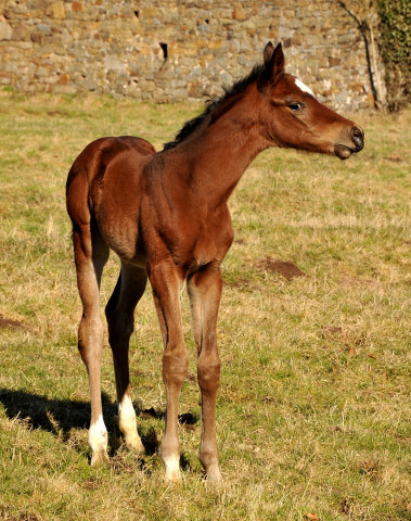 Stutfohlen von Oliver Twist u.d. Pr. u. StPrSt Karena v. Freudenfest - Trakehner Gestt Hmelschenburg