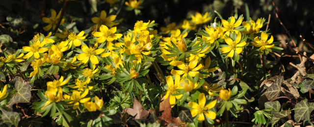 Trakehner Gestt Hmelschenburg