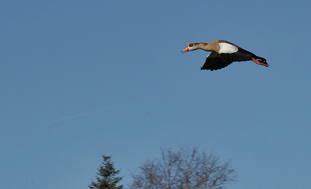Trakehner Gestt Hmelschenburg