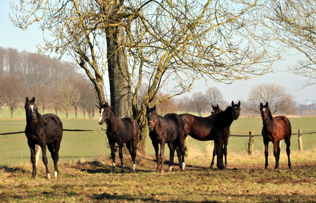 Die Gruppe der Jhrlinge - Trakehner Gestt Hmelschenburg