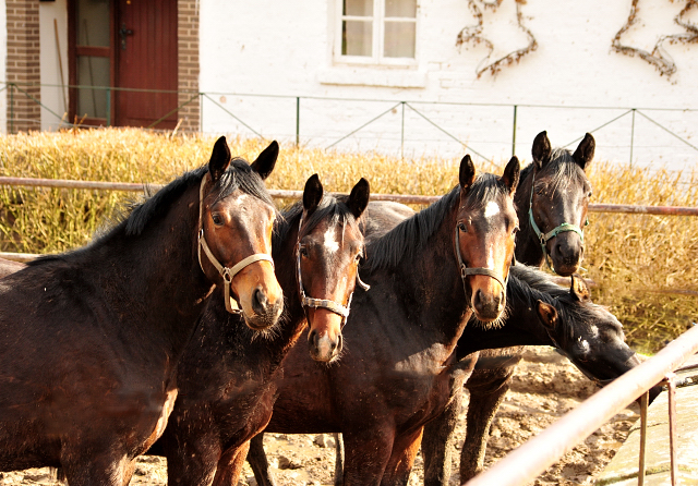 Unsere zweijhrigen Hengste - Trakehner Gestt Hmelschenburg - Foto: Beate Langels