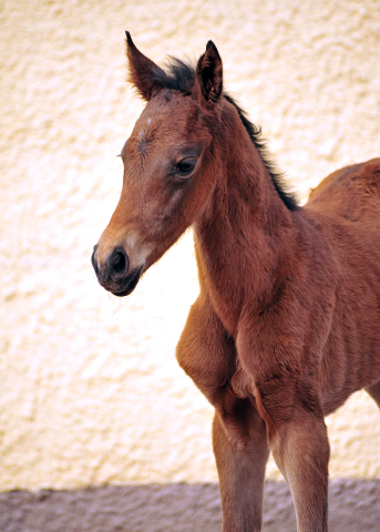 Stutfohlen von Shavalou u.d. Giulietta v. Saint Cyr - Trakehner Gestt Hmelschenburg - Foto: Beate Langels