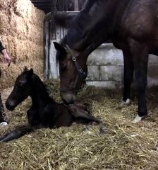 Trakehner Foal by Shavalou out of Giulietta by Saint Cyr - Red Patrick xx