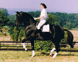 Trakehner Hengst Kostolany - Gestt Hmelschenburg - Foto Beate Langels