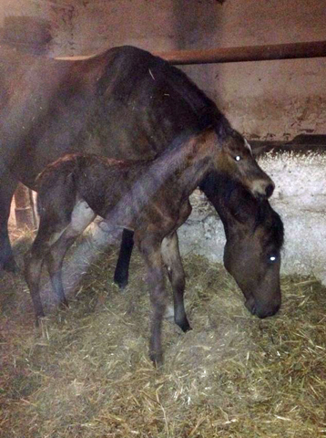 First picture: Filly by High Motion out of Karalina by Exclusiv - im Gestt Schplitz - Foto