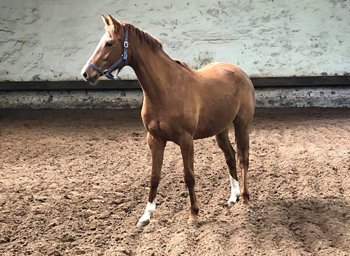 Glory Fire v. Alter Fritz - Saint Cyr - Trakehner Gestt Hmelschenburg - Foto: Beate Langels