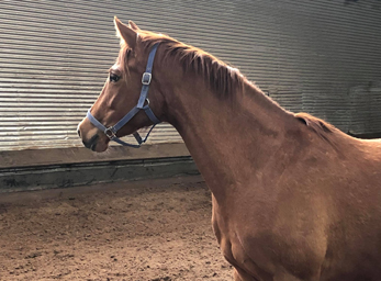 Glory Fire v. Alter Fritz - Saint Cyr - Trakehner Gestt Hmelschenburg - Foto: Beate Langels