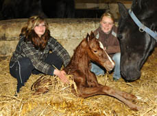 Stutfohlen von Symont u.d. vittoria v. Exclusiv