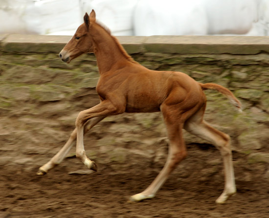 Filly by Symont out of Beloved by Kostolany - Foto: Beate Langels - Trakehner Gestt Hmelschenburg