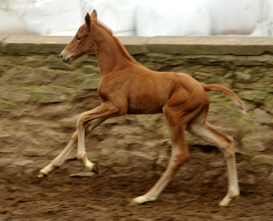 4 Tage alt: Oldenburger Stutfohlen von Symont u.d. Beloved v. Kostolany - Foto: Beate Langels - Trakehner Gestt Hmelschenburg