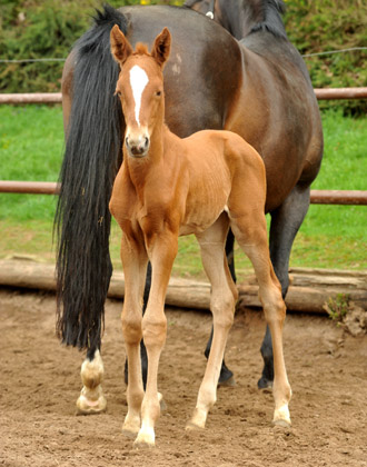 4 Tage alt: Oldenburger Stutfohlen von Symont u.d. Beloved v. Kostolany - Foto: Beate Langels - Trakehner Gestt Hmelschenburg