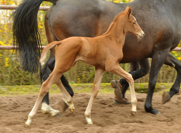 4 Tage alt: Oldenburger Stutfohlen von Symont u.d. Beloved v. Kostolany - Foto: Beate Langels - Trakehner Gestt Hmelschenburg