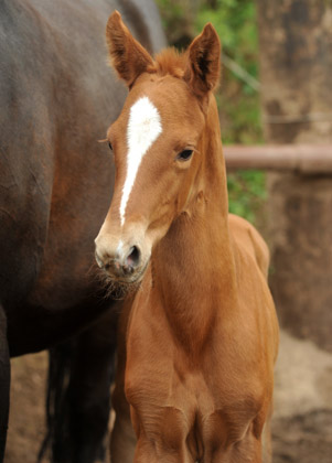 4 Tage alt: Oldenburger Stutfohlen von Symont u.d. Beloved v. Kostolany - Foto: Beate Langels - Trakehner Gestt Hmelschenburg