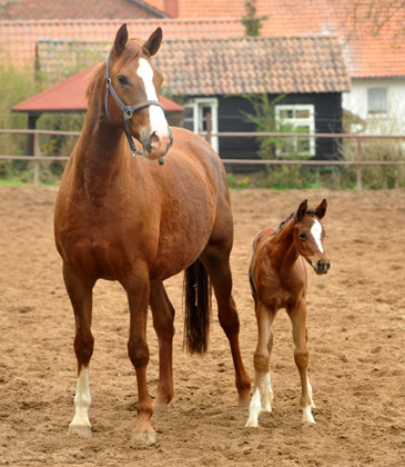 Trakehner Stutfohlen von Singolo u.d. Pr.u.St.Pr.St. Klassic v. Freudenfest - Foto: Beate Langels - Trakehner Gestt Hmelschenburg