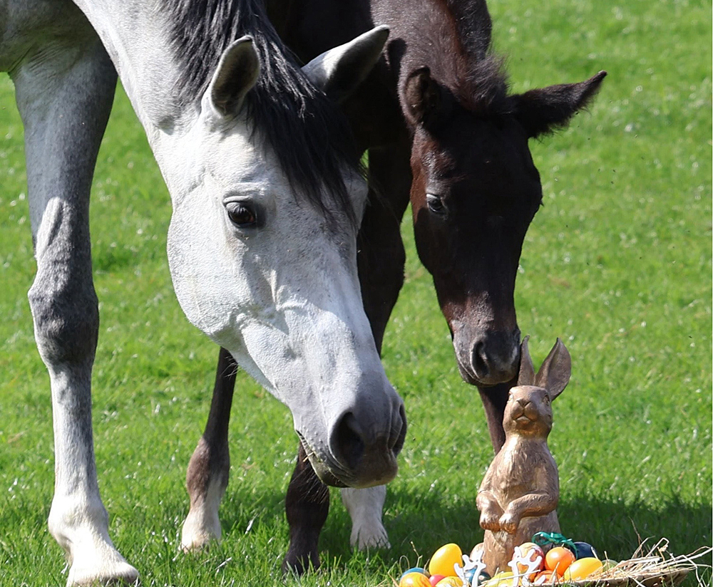 Impressionen - April 2026 - Trakehner Gest�t H�melschenburg  - Foto: Beate Langels