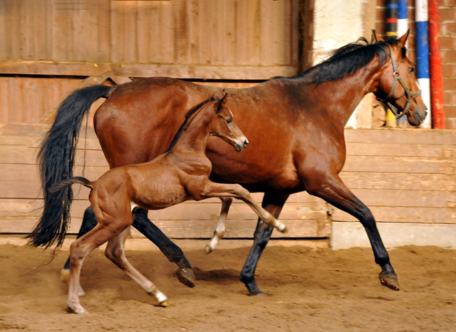 Hengstfohlen von Saint Cyr u.d. Havelin-M v. Mnchhausen - Foto: Beate Langels