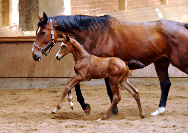 Hengstfohlen von Saint Cyr u.d. Havelin-M v. Mnchhausen - Foto: Beate Langels