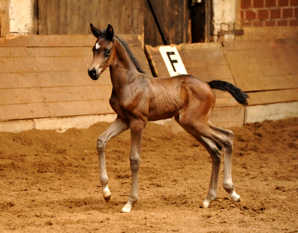 Hengstfohlen von Saint Cyr u.d. Little Love xx - Foto: Beate Langels