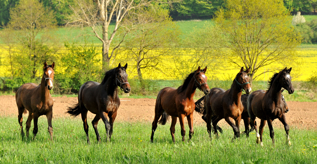 Die Ein- u. Zweijhrigen Hengste - 4. Mai 2015  - Foto Beate Langels - Gestt Hmelschenburg