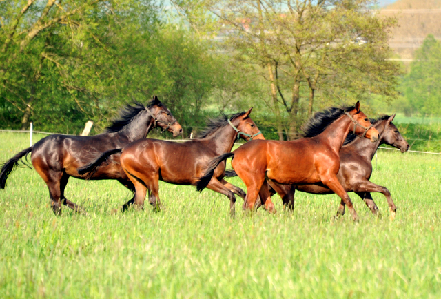 Die Ein- u. Zweijhrigen Hengste - 4. Mai 2015  - Foto Beate Langels - Gestt Hmelschenburg